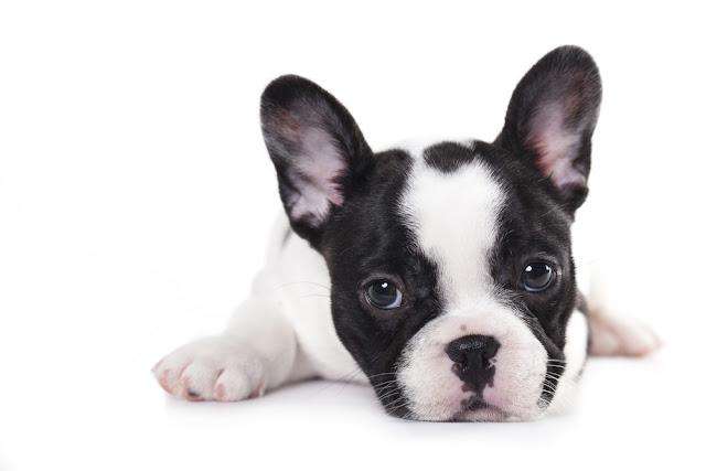 【初心者必見】飼いやすい小型犬の犬種を紹介します！