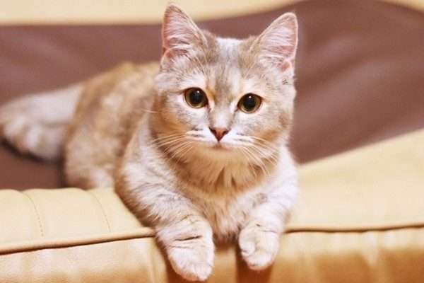 【初心者必見】飼いやすい小型猫の種類を紹介！